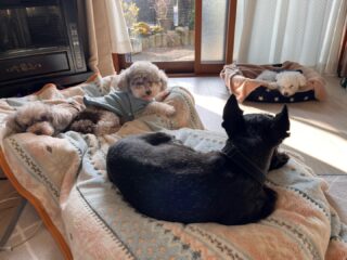 今日は日差しが暖かくみんなダラダラ🤣
ほのぼの穏やか時間♡
#ペットホテル
#24時間在中
#おうちホテル
#スコティッシュテリア
#トイプードル