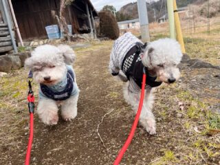 暖かかったり寒かったりだけどみんな体調も崩さず元気٩( ᐛ )و
また来週待ってるね╰(*´︶`*)╯♡
ありがとうございました😊
#ペットホテル
#24時間在中
#おうちホテル
#スコティッシュテリア
#トイプードル