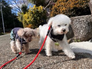 今日はのんびりお散歩行けたね♡

#ペットホテル
#24時間在中
#おうちホテル
#スコティッシュテリア
#トイプードル