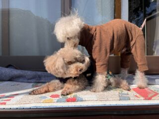 コーラくん、カールくん、クリークくん、まろんちゃんいらっしゃい❣️
今週ものんびり過ごしてね♡
#ペットホテル
#24時間在中
#おうちホテル
#スコティッシュテリア
#トイプードル