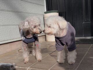 ほのぼの穏やか時間♡

また来週待ってるね╰(*´︶`*)╯♡
ありがとうございました😊

#ペットホテル
#24時間在中
#おうちホテル
#スコティッシュテリア
#トイプードル