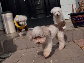 ほのぼの穏やか時間♡

#ペットホテル
#24時間在中
#おうちホテル
#スコティッシュテリア
#トイプードル