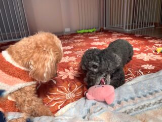 まろ太くん、あぽろくん今日も元気にワンプロ٩( ᐛ )و
日向ぼっこしながら気持ち良さそうにお昼寝♡

また遊びに来てね╰(*´︶`*)╯♡
ありがとうございました😊

#ペットホテル
#24時間在中
#おうちホテル
#スコティッシュテリア
#トイプードル