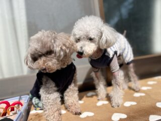 コーラくん、カールくん、クリークくん、まろんちゃんいらっしゃい❣️
今週問題のんび〜り過ごしてね♡

#ペットホテル
#24時間在中
#おうちホテル
#スコティッシュテリア
#トイプードル