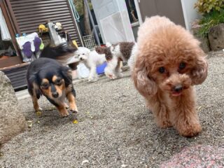 元気っ子ういちゃん、ふうくんいらっしゃい❣️
ガジガジしたりワンプロして休憩😳
珍しく初日に電池切れ😂

#ペットホテル
#24時間在中
#おうちホテル
#タイニープードル
#MIX