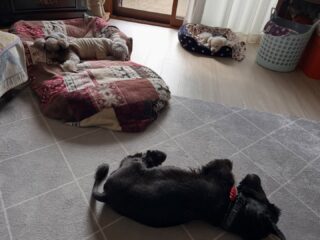 みんなのんびりダラダラ穏やか時間♡
#ペットホテル
#24時間在中
#おうちホテル
#スコティッシュテリア
#トイプードル