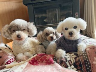 ストーブ前がお気に入りのコーラくん、カールくん、まろんちゃん🤭
クリークくんはソファで毛布巻き😆
#ペットホテル
#24時間在中
#おうちホテル
#スコティッシュテリア
#トイプードル