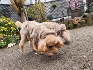 りんちゃん、ここちゃんいらっしゃい❣️
早速お庭でクン活🍀
のんびり過ごしてね♡
#ペットホテル
#24時間在中
#おうちホテル
#スコティッシュテリア
#トイプードル