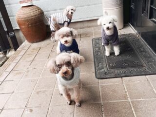 そんなに寒くないのに排泄したら玄関集合🤣
るぅ〜だけ戻らず(笑)
また来週待ってるね╰(*´︶`*)╯♡
ありがとうございました😊
#ペットホテル
#24時間在中
#おうちホテル
#スコティッシュテリア
#トイプードル