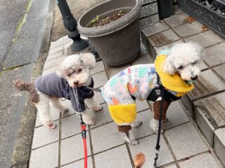 お散歩だ!と勢いよく出発したクリークくん、カールくんチーム...
10メートル歩いてUターン😂
そんな時もあるね(笑)
#ペットホテル
#24時間在中
#おうちホテル
#スコティッシュテリア
#トイプードル