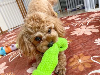 コロンちゃんおもちゃ遊びに夢中♥️
いっぱい遊んで夕方ようやく電池切れ🤭
お散歩も行けてよかった❣️
#ペットホテル
#24時間在中
#おうちホテル
#MIX
#キャバプー