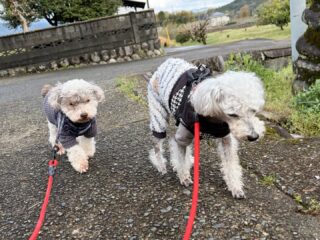 午後雨もあがりみんなお散歩行けたね!
午前中は肌寒くて丸まってたけど🤭
#ペットホテル
#24時間在中
#おうちホテル
#スコティッシュテリア
#トイプードル
