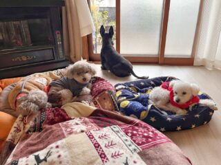 早く降り始めた雨☔
みんなのテンション⤵︎
諦めも早く寝て曜日だったね😴
#ペットホテル
#24時間在中
#おうちホテル
#スコティッシュテリア
#トイプードル