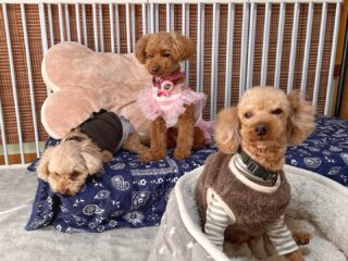 みんなリラックスして過ごしてくれたね♡
また遊びに来てね╰(*´︶`*)╯♡
ありがとうございました😊
#ペットホテル
#24時間在中
#おうちホテル
#スコティッシュテリア
#トイプードル