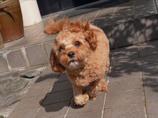 コロンちゃん今日も元気いっぱい❣️
お庭でいっぱいクン活してたね🍀
#ペットホテル
#24時間在中
#おうちホテル
#MIX
#キャバプー