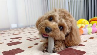 午後から雨もあがりお散歩行けて良かった〜
コロンちゃんお散歩好きだもんね❣️
長いお泊まり体調も崩さず頑張りました👏

また遊びに来てね╰(*´︶`*)╯♡
ありがとうございました😊

#ペットホテル
#24時間在中
#おうちホテル
#MIX
#キャバプー