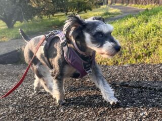 ぺぺちゃん今日もお散歩ルンルン🎶
ポカポカ〜気持ちよくお昼寝できたね♡
#ペットホテル
#ドッグホテル
#おうちホテル
#スコティッシュテリア
#ミニチュアシュナウザー