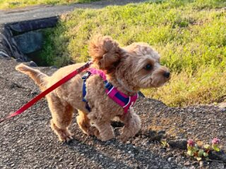 コロンちゃん今日もお散歩ルンルン🎶
るぅのくんにも挨拶してくれたね♡
#ペットホテル
#24時間在中
#おうちホテル
#MIX
#キャバプー