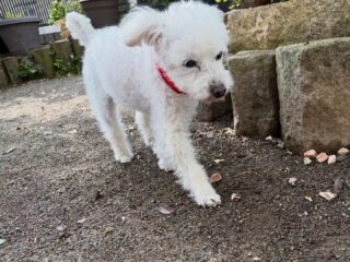 みんな朝散歩行けて良かった〜❣️
昼前から雨でテンション⤵︎だったけど😭

#ペットホテル
#24時間在中
#おうちホテル
#スコティッシュテリア
#トイプードル