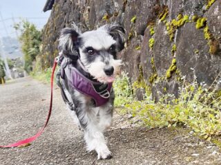 ぺぺちゃん初めての3泊お泊まり頑張った👏
今ごろお家で爆睡かな🤭
また遊びに来てね╰(*´︶`*)╯♡
ありがとうございました😊
#ペットホテル
#ドッグホテル
#おうちホテル
#スコティッシュテリア
#ミニチュアシュナウザー