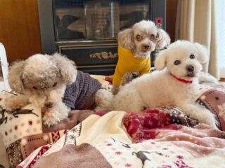 雨でみんな不活発寝て曜日です😴
ご飯の時だけテンションMAX♡
#ペットホテル
#24時間在中
#おうちホテル
#スコティッシュテリア
#トイプードル