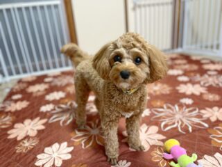 コロンちゃん本番お泊まり頑張ろう٩( ᐛ )و
早速おもちゃ遊びしてたね😆
#ペットホテル
#24時間在中
#おうちホテル
#MIX
#キャバプー