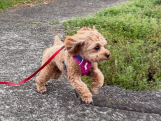コロンちゃん朝散歩ギリギリ行けたね💦
おもちゃ遊びして今日は自分のハウスでお昼寝してたね☺️
#ペットホテル
#24時間在中
#おうちホテル
#MIX
#キャバプー