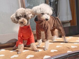 今日は日向ぼっこできたね♡
暖かくて気持ちよかった〜😆
#ペットホテル
#24時間在中
#おうちホテル
#スコティッシュテリア
#トイプードル