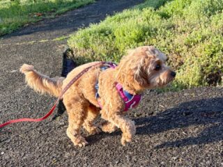 コロンちゃん今日も朝散歩だけだったけど行けて良かった😆

#ペットホテル
#24時間在中
#おうちホテル
#MIX
#キャバプー