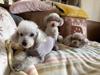 今日もみんなのんびり☺️

また遊びに来てね╰(*´︶`*)╯♡
ありがとうございました😊

#ペットホテル
#24時間在中
#おうちホテル
#スコティッシュテリア
#トイプードル