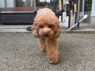 元気っ子ういちゃん、ふうくんいらっしゃい❣️
るぅ〜くんとも挨拶上手にできたね♡
いつまで電池持つかな🤭

#ペットホテル
#24時間在中
#おうちホテル
#MIX
#タイニープードル