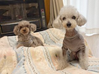 コーラくん、カールくん、クリークくん、まろんちゃん、いらっしゃい❣️
今日は雨で外に行けず残念⤵︎ 
明日は大丈夫だよ〜

#ペットホテル
#24時間在中
#おうちホテル
#スコティッシュテリア
#トイプードル