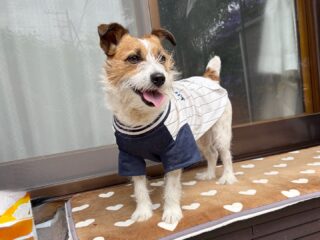 つぶちゃんいらっしゃい❣️
のんびりしてたね〜
もうだいぶ慣れたね♡

#ペットホテル
#ドッグホテル
#おうちホテル
#スコティッシュテリア
#ジャックラッセルテリア