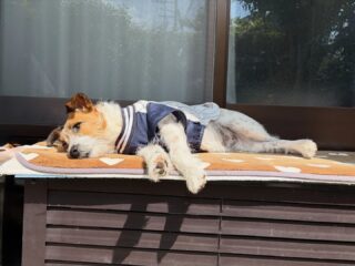 つぶちゃんお庭でお昼寝😴
日向ぼっこしながら気持ち良かったね♡

#ペットホテル
#ドッグホテル
#おうちホテル
#スコティッシュテリア
#ジャックラッセルテリア