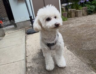 ルルちゃんいらっしゃい❣️
甘えん坊もして少し慣れたかな🥹
次回本番お泊まり頑張ろうね！

#ペットホテル
#24時間在中
#おうちホテル
#スコティッシュテリア
#トイプードル