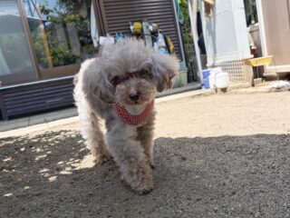 コーラくん、カールくん、クリークくん、まろんちゃんいらっしゃい❣️

ふふふ...みんなモッフモフだ♡
明日はトリミングDAYですよ〜

#ペットホテル
#24時間在中
#おうちホテル
#スコティッシュテリア
#トイプードル