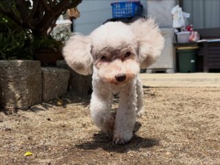 のんびり穏やか時間だったね♡

#ペットホテル
#24時間在中
#おうちホテル
#スコティッシュテリア
#トイプードル