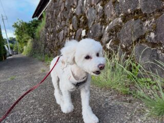 ルルちゃんだいぶ慣れてリラックスしてたね🤭

#ペットホテル
#24時間在中
#おうちホテル
#スコティッシュテリア
#トイプードル