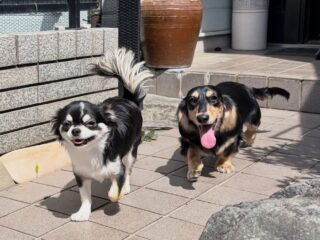 元気っ子てつくん、さくくんいらっしゃい❣️
早速お庭を爆走💨💨
てつくんはさくくんに追いつけず(笑)

#ペットホテル
#ドッグホテル
#おうちホテル
#チワワ
#ミニチュアダックスフンド