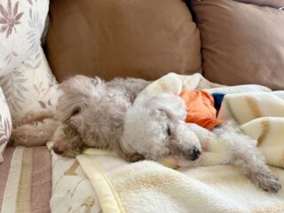 クリークくんとまろんちゃん気持ち良さそうにお昼寝爆睡🤭
また遊びに来てね╰(*´︶`*)╯♡
ありがとうございました😊
#ペットホテル
#24時間在中
#おうちホテル
#スコティッシュテリア
#トイプードル