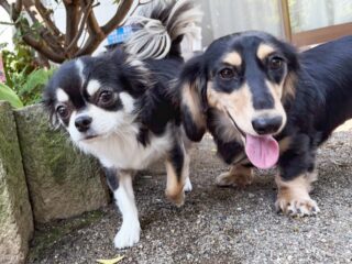 元気っ子てつくん、さくくんいらっしゃい❣️
2ワンちゃんともお庭でわちゃわちゃ楽しんでたね😆
お部屋でもおもちゃの取り合い🤣
#ペットホテル
#ドッグホテル
#おうちホテル
#チワワ
#ミニチュアダックスフンド
