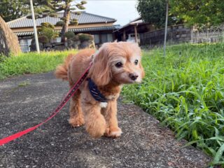 らいくん朝散歩少し涼しかったからのんびりだったね〜🐾
お部屋でものんびりお昼寝😴

#ペットホテル#24時間在中#おうちホテル
#アットホーム#MIX