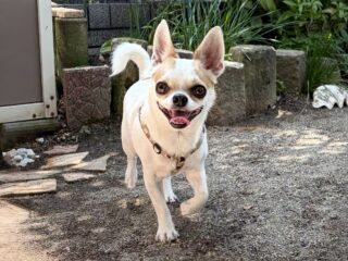 日帰り練習に来てくれたカイくん❣️
前回より緊張ないかな〜
甘えん坊もしてくれたね☺️
次は本番お泊まり頑張ろう٩( ᐛ )و

#ペットホテル
#ドッグホテル
#おうちホテル
#チワワ