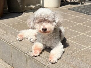 暑いけどみんな元気❣️
カールくんは日向ぼっこ☀️

#ペットホテル#24時間在中#おうちホテル
#アットホーム#トイプードル