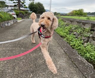 初めましてこむぎちゃん❣️
お散歩ルンルンで歩いてお部屋でリラックス👏
次回本番お泊まり頑張ろう٩( ᐛ )و

#ペットホテル#24時間在中#おうちホテル
#スタンダードプードル