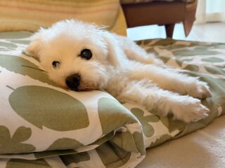 ほとんど雨で寝て曜日😴
でも少しだけお庭に出れたね！

#ペットホテル#24時間在中#おうちホテル
#アットホーム#トイプードル