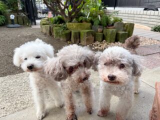 今日もほのぼののんびりだったね☺️

また来週待ってるね╰(*´︶`*)╯♡
ありがとうございました😊

#ペットホテル#24時間在中#おうちホテル
#アットホーム#トイプードル