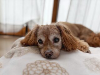 らいくんいらっしゃい❣️
リラックスしてお昼寝😴
のんびり過ごしてね♡

#ペットホテル#ドッグホテル#おうちホテル
#MIX
