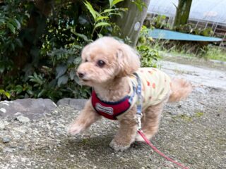ちょこちゃん雨が降る前に朝散歩行けてよかったね〜❣️

また遊びに来てね╰(*´︶`*)╯♡
ありがとうございました😊

#ペットホテル#ドッグホテル#おうちホテル
#MIX

〜・〜・〜・〜・〜・〜・〜・〜・〜・〜・〜
大切なご家族が安心して過ごせるように、
一頭一頭のペースに合わせて、
お家のようにリラックスできる時間を心がけています🍀

「預けるのが初めてで心配…」
そんな飼い主さまにも安心していただけるよう、愛情を込めてお預かりしています😊💕

お気軽にお問い合わせください🐾