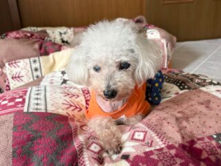 午後からクリークくん、まろんちゃんはトリミング✨✨
@dog_grooming_zetto へ

お留守番組はのんびりお庭散策🍀

#ペットホテル#24時間在中#おうちホテル
#アットホーム#トイプードル